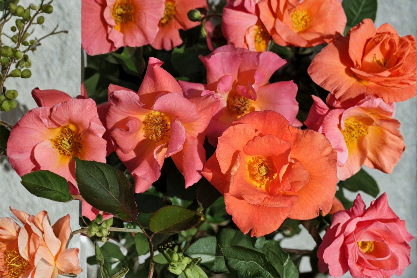 Kolorscape® Firecracker Shrub Rose Live Plant – 1 Qt – Pink Flowering Rose