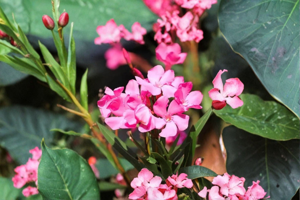 2 Pink Oleander Live Plants | 5-8 Inch Starter Plants | Pink Flowering Shrub | Oleander Plant | Outdoor Garden Plant