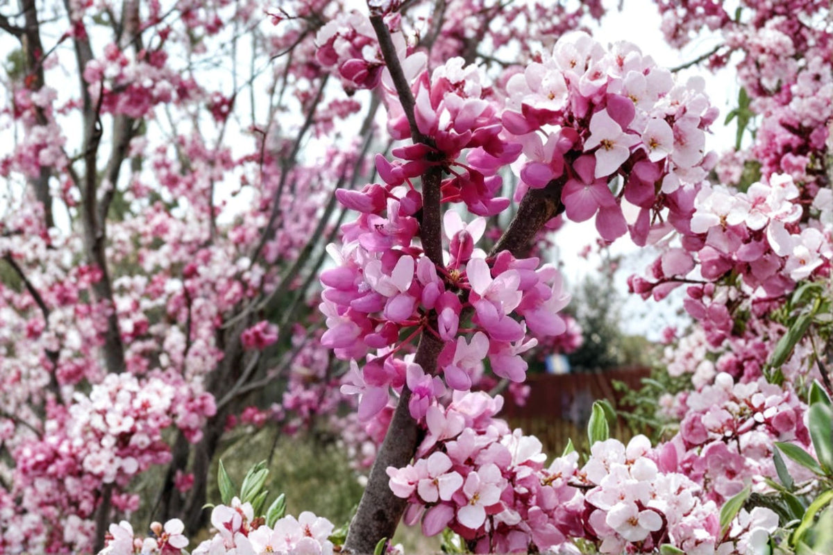 Eastern Redbud Live Plant | Cercis canadensis | Pink Flowering Tree | 6-12 Inch Plant | 1 Quart Pot | Zones 4-9