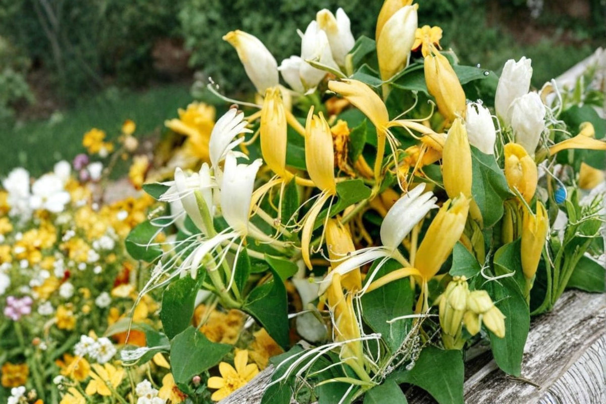 15 Japanese Honeysuckle Cuttings | Lonicera japonica | Fresh Unrooted Honeysuckle Cuttings | Fragrant Climbing Vine | Plant Propagation