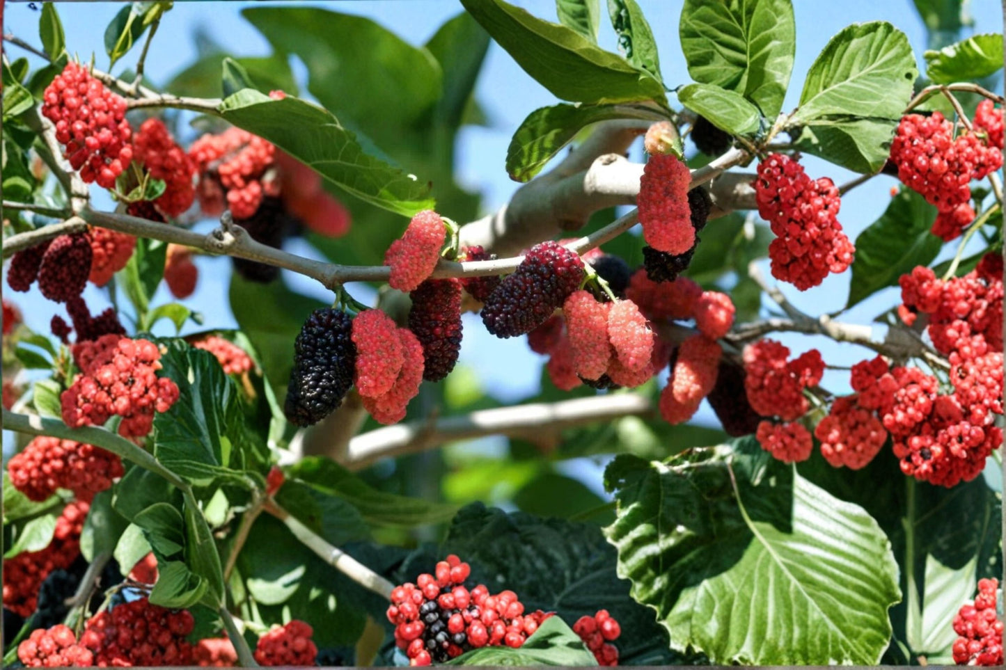 2 Illinois Everbearing Mulberry Live Starter Plants – 4–8" Tall – Morus alba × rubra