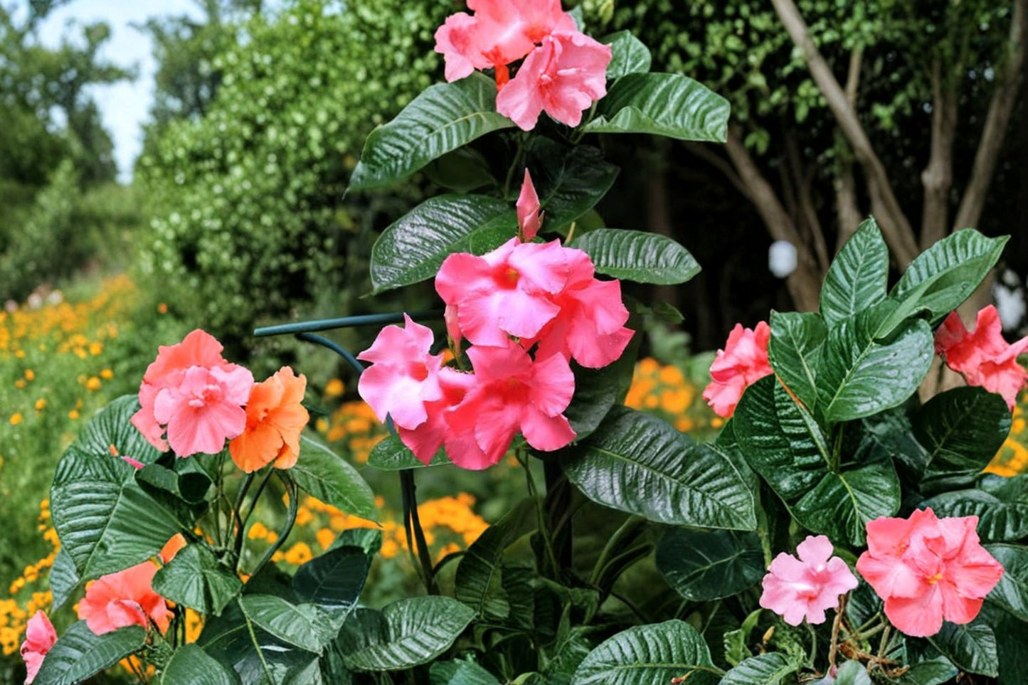 Pink Mandevilla Live Plants – 2 Pack – 4–6" Tall – Flowering Vine – Mandevilla