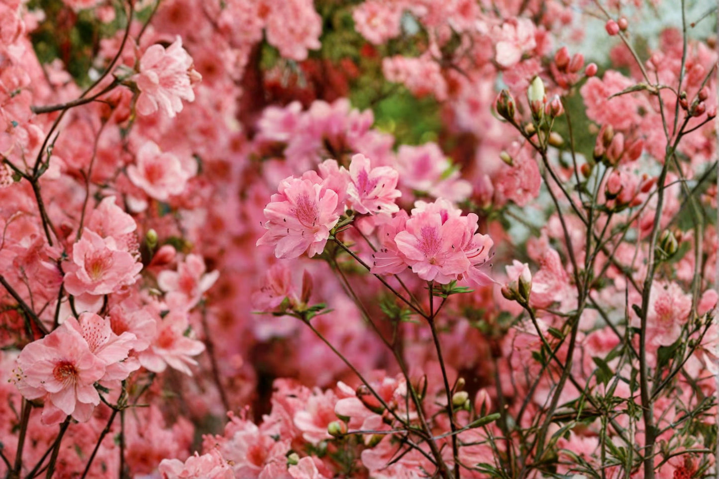 Hampton Beauty Azalea Live Plant 1 Quart – Evergreen Pink Flowering Shrub