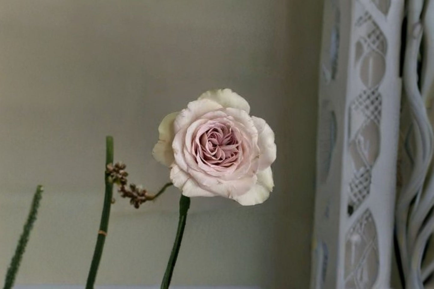 Notre Dame Rose Live Plant – Fragrant Pink Purple Garden Rose