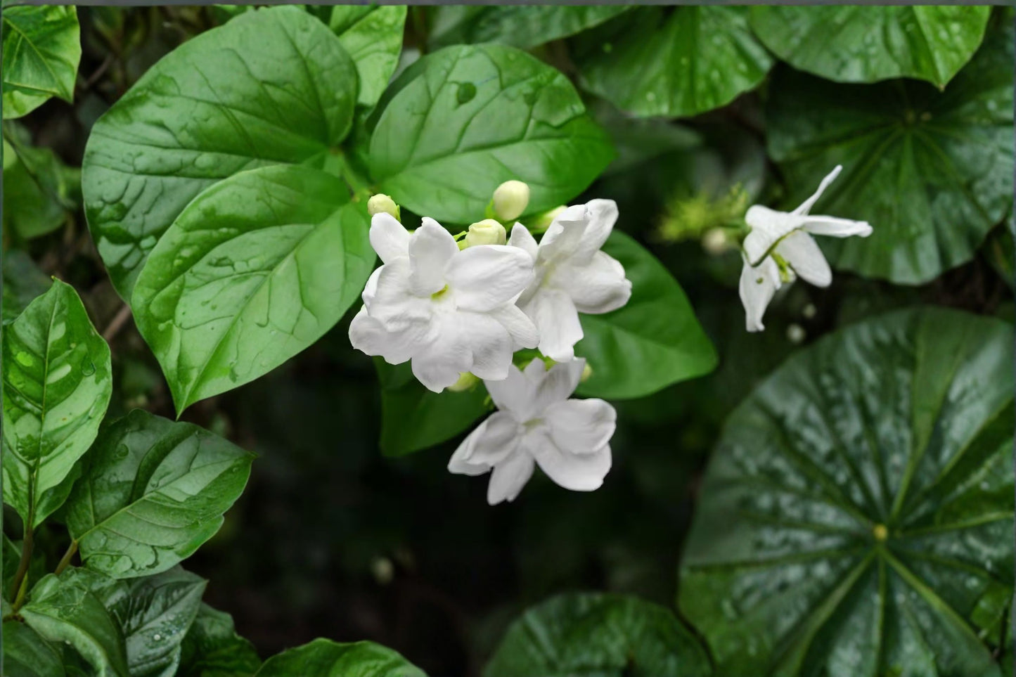 Jasmine Sambac Live Plant – 12 Inch Tall in Pot – Jasminum sambac