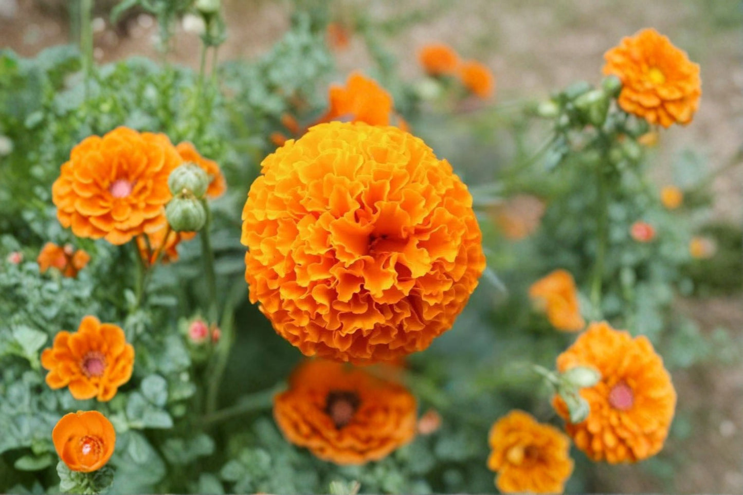 African Marigold Live Plant – Orange Flower – 8–13" Tall – Starter Plant – Tagetes erecta