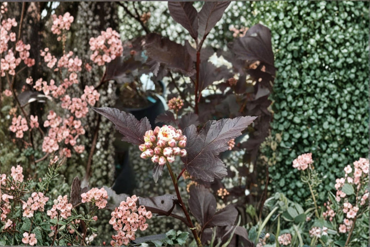 Crimson Diablo Ninebark Live Plant | Physocarpus opulifolius | Dark Purple Foliage Shrub | Tree Forming Garden Plant | 2.5 Inch Pot