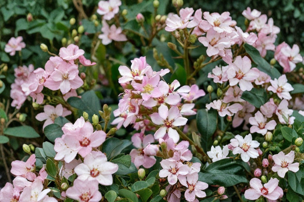Indian Hawthorne Pink Dancer Cuttings | 7 Fresh 6 Inch Live Cuttings | Pink Flowering Shrub | Indian Hawthorn Plant | Propagation
