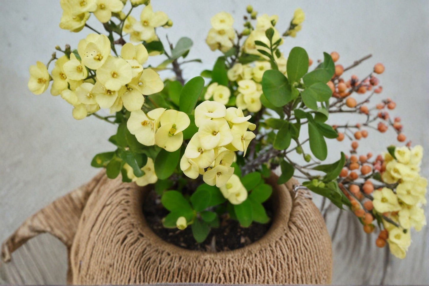 Yellow Crown of Thorns Live Plant – 4" Pot – 4–8" Tall – Euphorbia milii