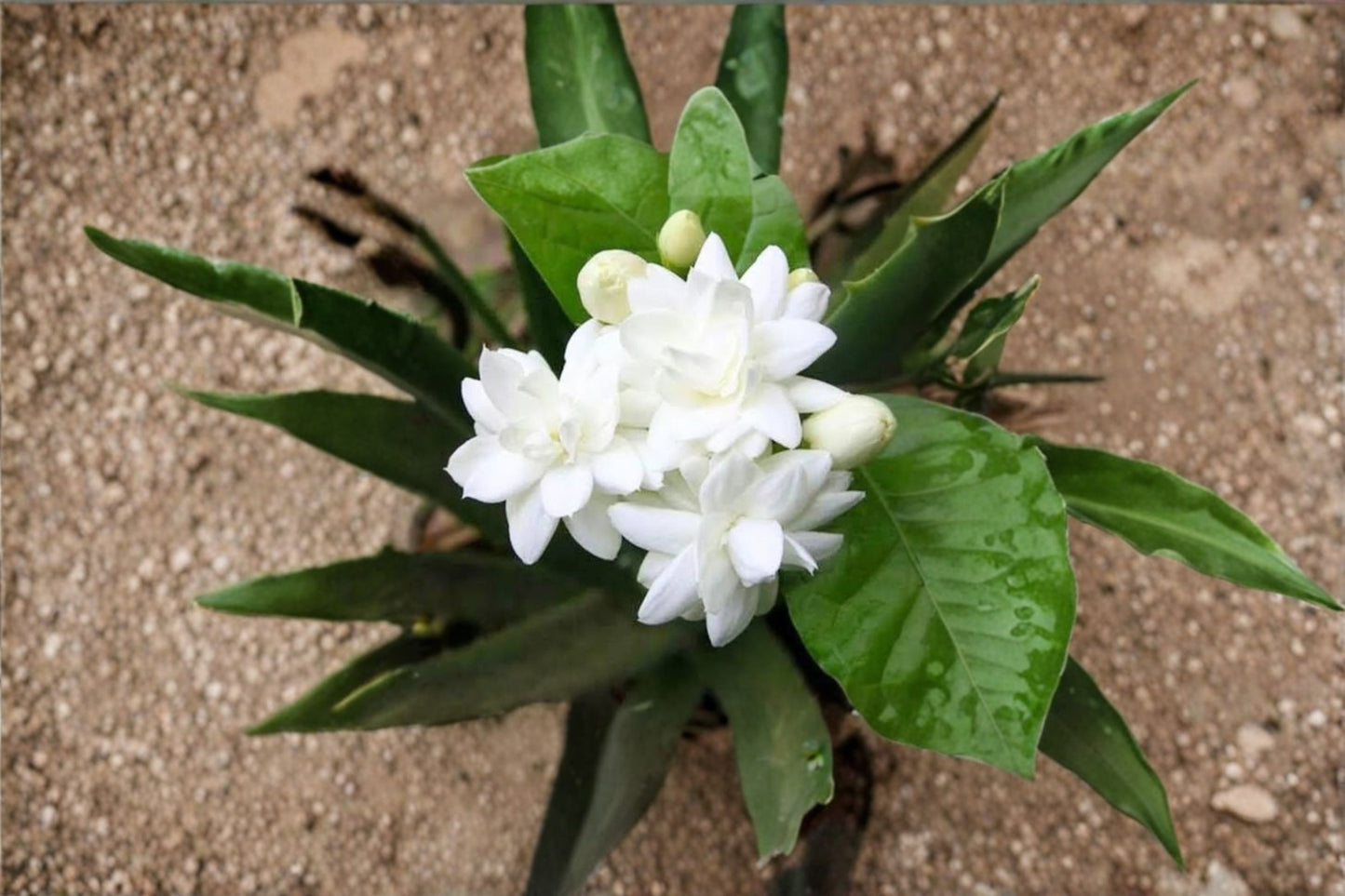 Arabian Jasmine Live Plant – 8–10" Tall – Jasminum sambac – Fragrant Flowering Plant