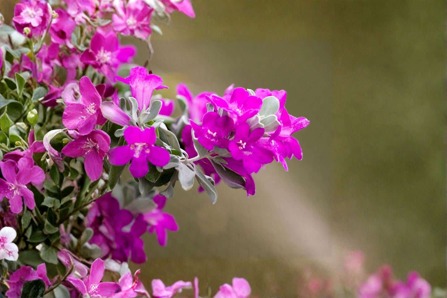 Dwarf Texas Sage Live Plants – 2 Pack – 5–9" Tall – Silverleaf Purple Flowering Shrubs – Leucophyllum frutescens