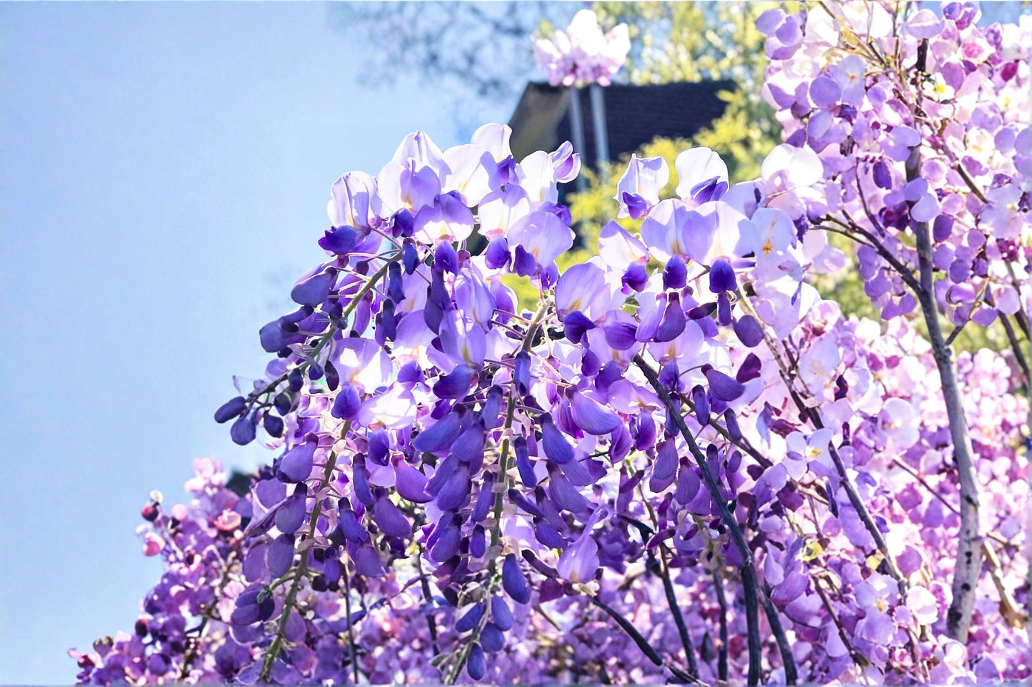 Lavender Wisteria Live Plant – Flowering Wisteria Vine Tree