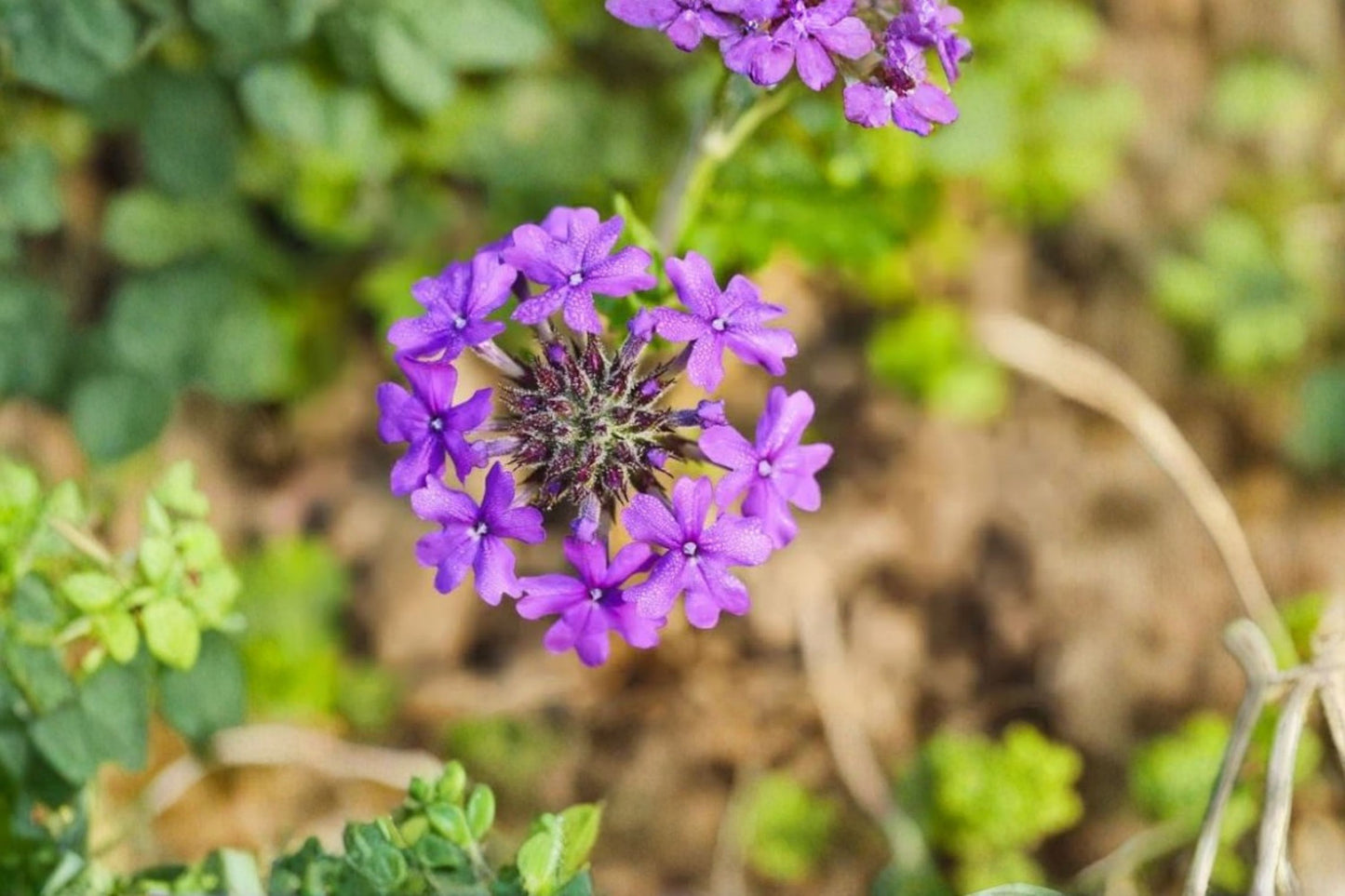 Purple Verbena Live Plant – 4" Pot – Glandularia canadensis (Annual Vervain)