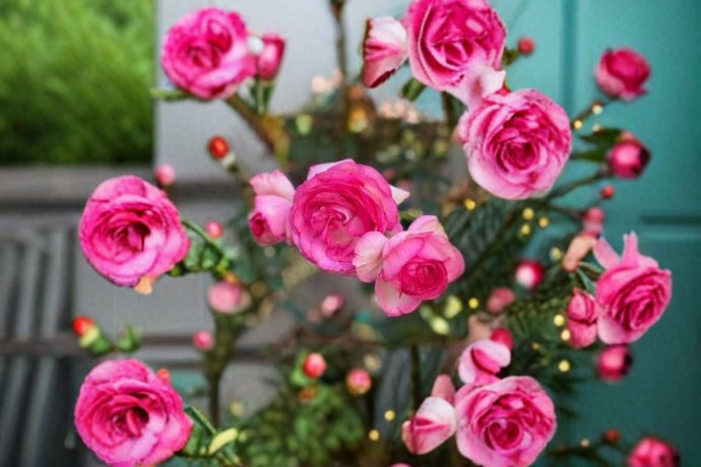 Pretty In Pink Eden Climbing Rose Live Starter Plant – Rosa Own Root