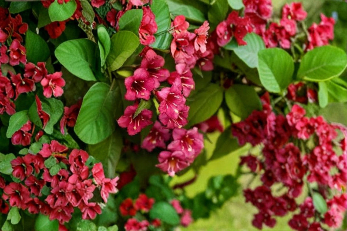 2 Ruby Red Weigela Live Plants | Flowering Shrub | 6-12 Inch Seedlings | 4 Inch Pots | Red Weigela Garden Shrubs