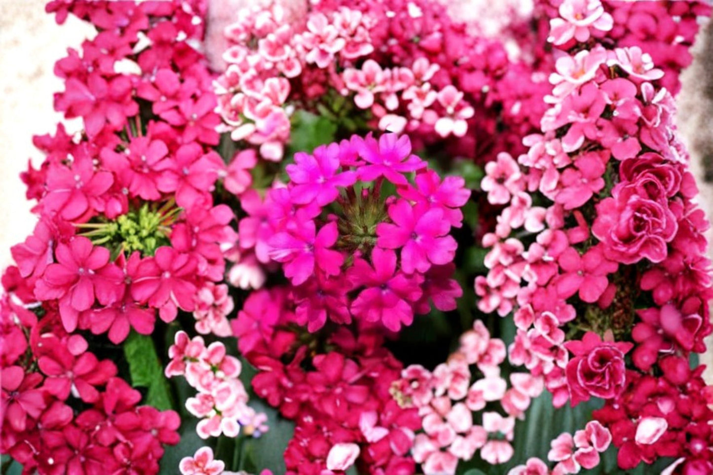 St. Paul Pink Verbena Live Plants – 2 Pack – 4–6" Tall – Verbena canadensis Ground Cover