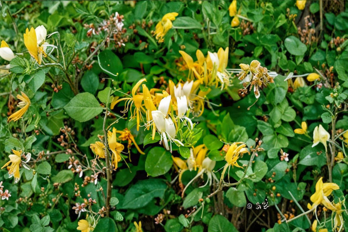 4 Hall's Honeysuckle Live Plants | Lonicera japonica | White & Yellow Flowers | Japanese Honeysuckle Vine | Flowering Climbing Vine