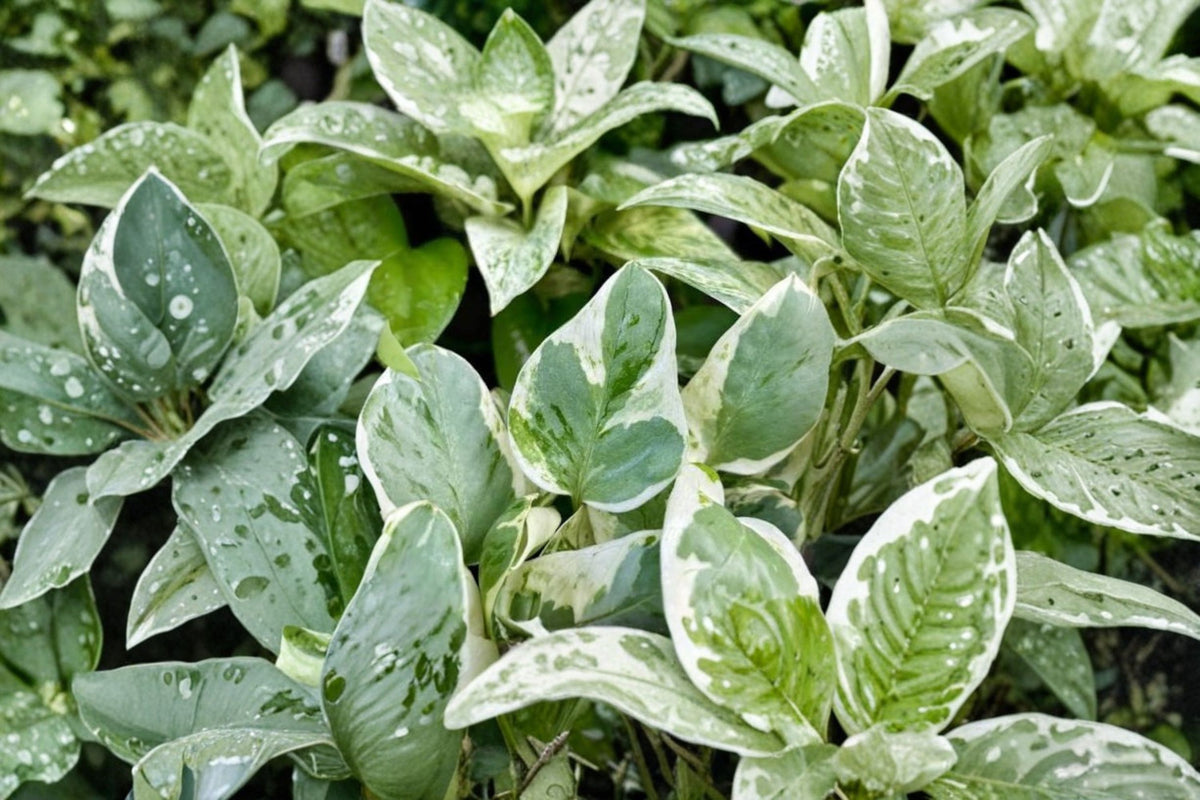 Pearls and Jade Pothos Live Plant | Variegated Pothos Houseplant | Trailing Indoor Plant | 4 Inch Pot | Epipremnum aureum