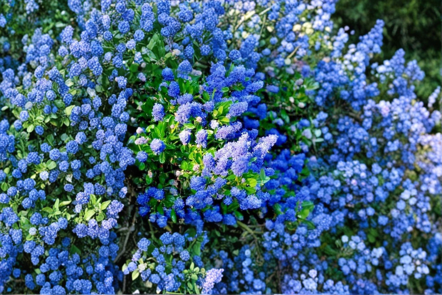 California Lilac 3 Unrooted 6 Inch Cuttings – Ceanothus spp. Flowering Shrub