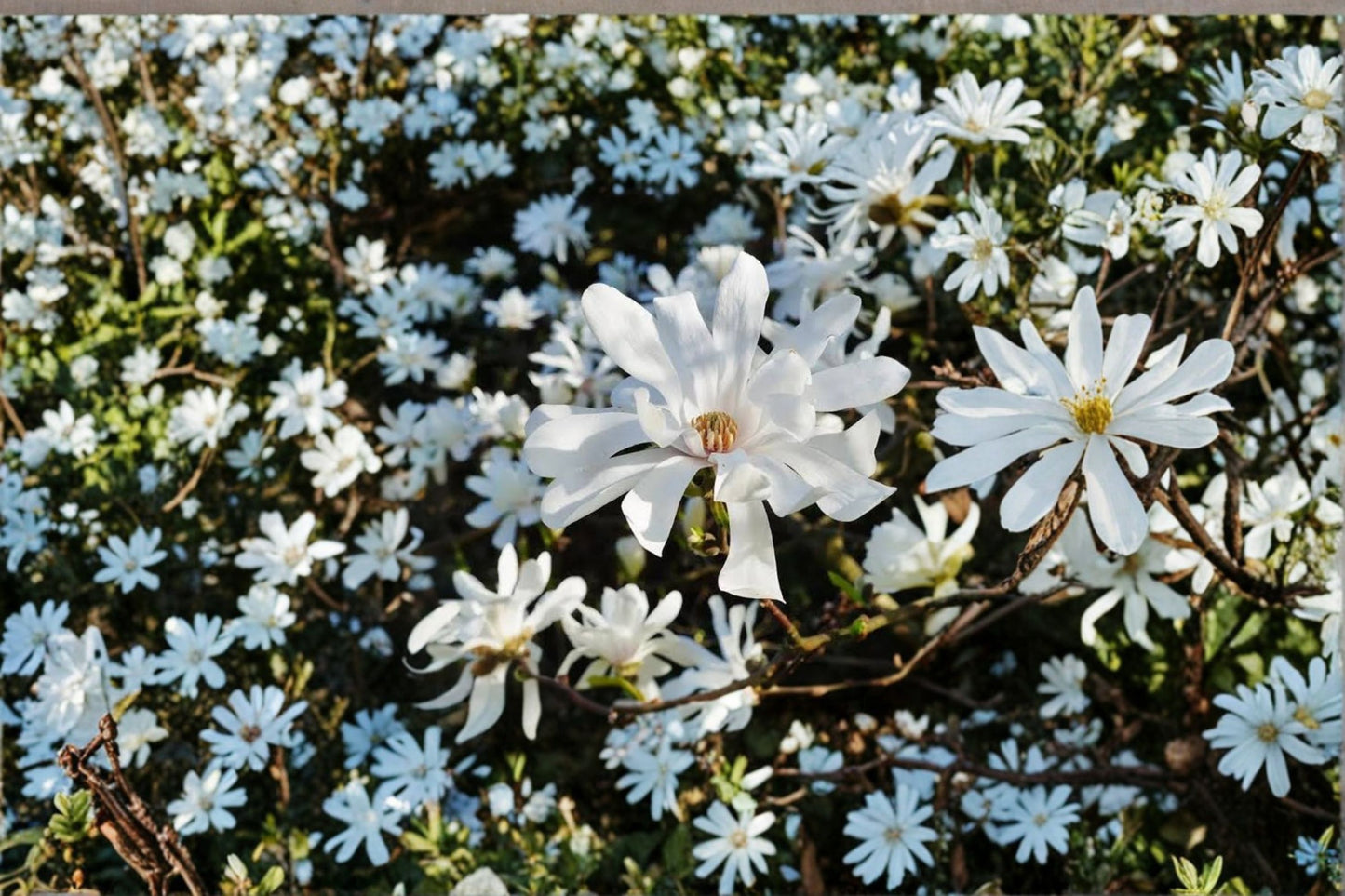 Star Magnolia Live Plant – 6–12" Tall – 4" Pot – Magnolia stellata