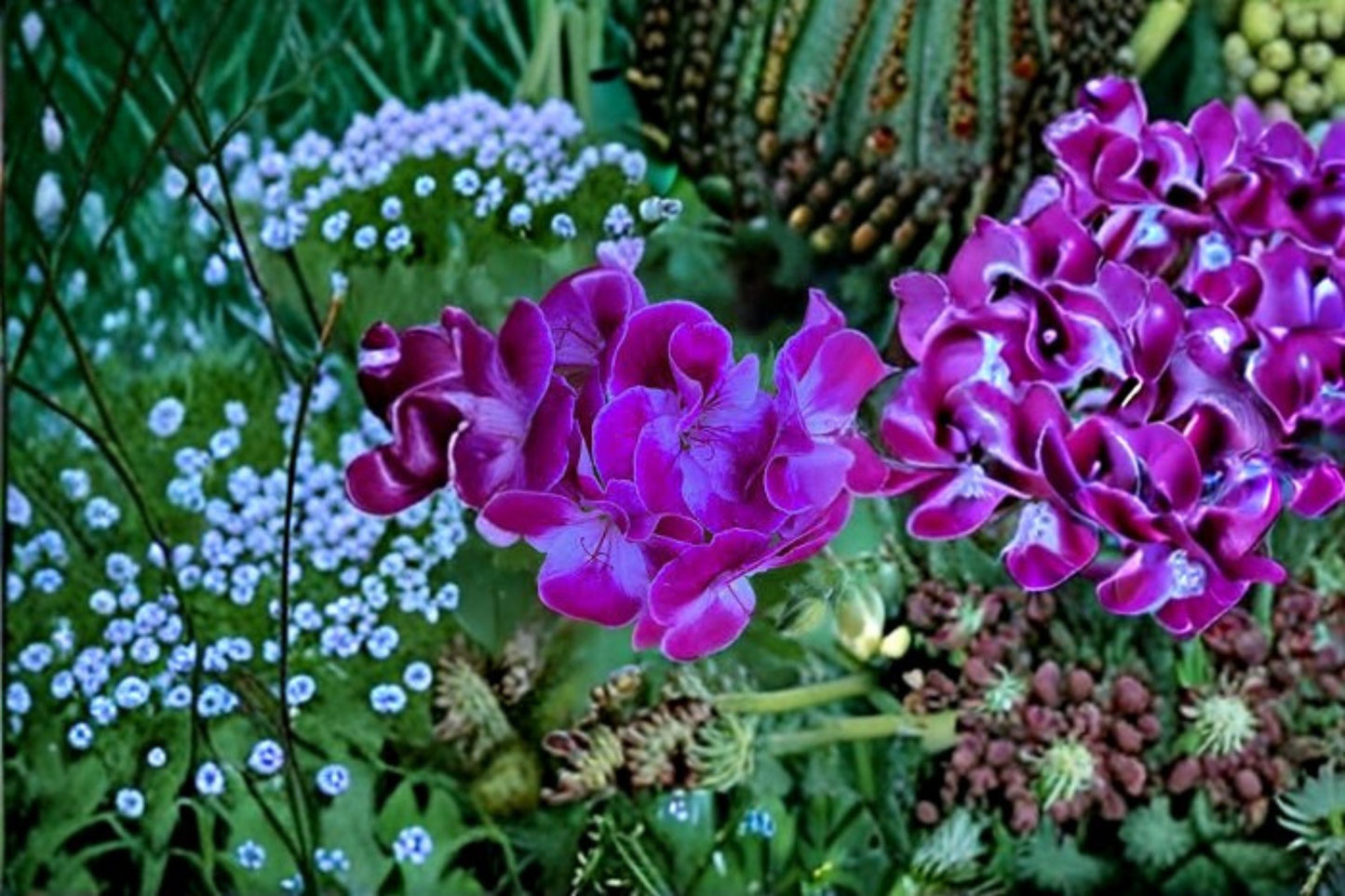 Royal Regal Geranium Live Plant – Purple Pink Flowers – Pelargonium
