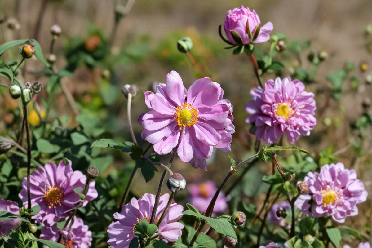 Pink Japanese Anemone Live Plant | Bare Root Perennial Flower | Fall Blooming Anemone | Pink Hardy Perennial | Cottage Garden Plant