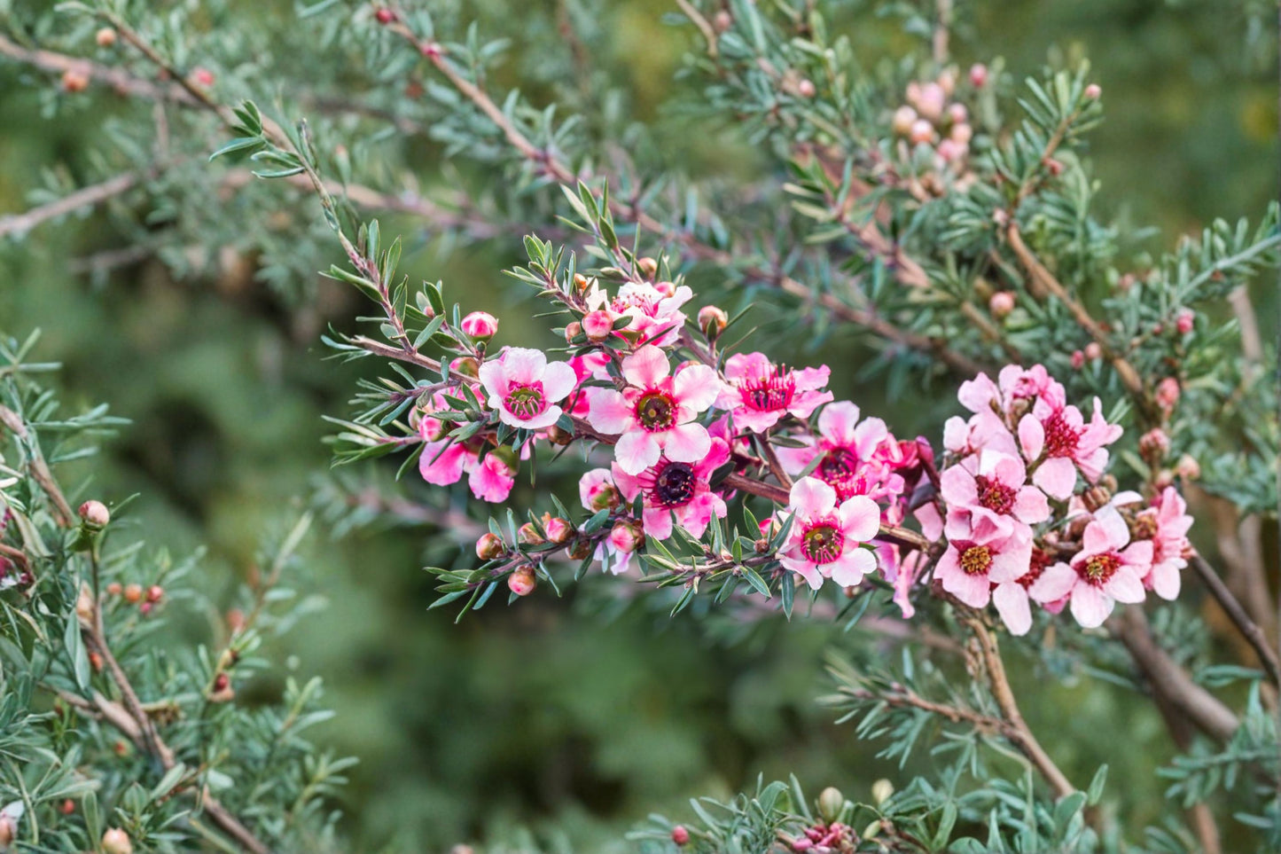 New Zealand Manuka Tea Tree Live Plant – 5–7" Tall – Leptospermum scoparium