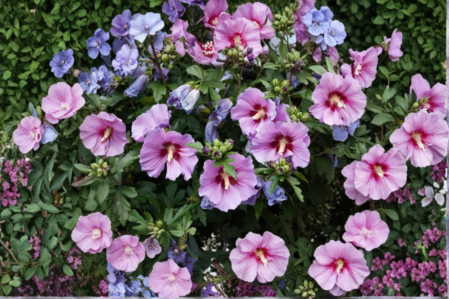 Rose of Sharon Hibiscus Live Plants – 3 Pack – Purple and Pink Blooms – Hibiscus syriacus
