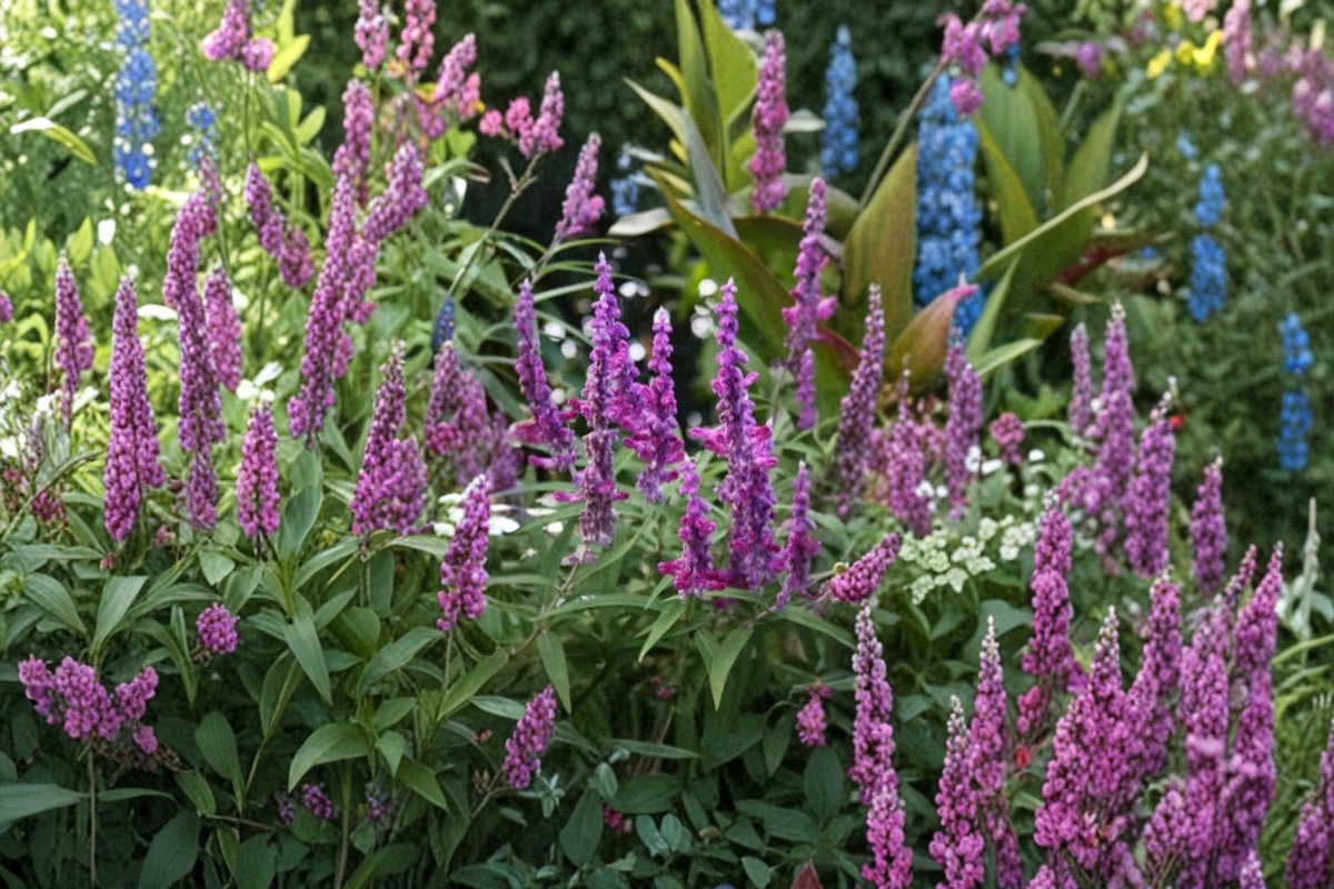 Salvia leucantha Purple Mexican Sage Cuttings | 7 Fresh 6 Inch Live Cuttings | Mexican Bush Sage | Purple Flowering Plant | Sage Propagation