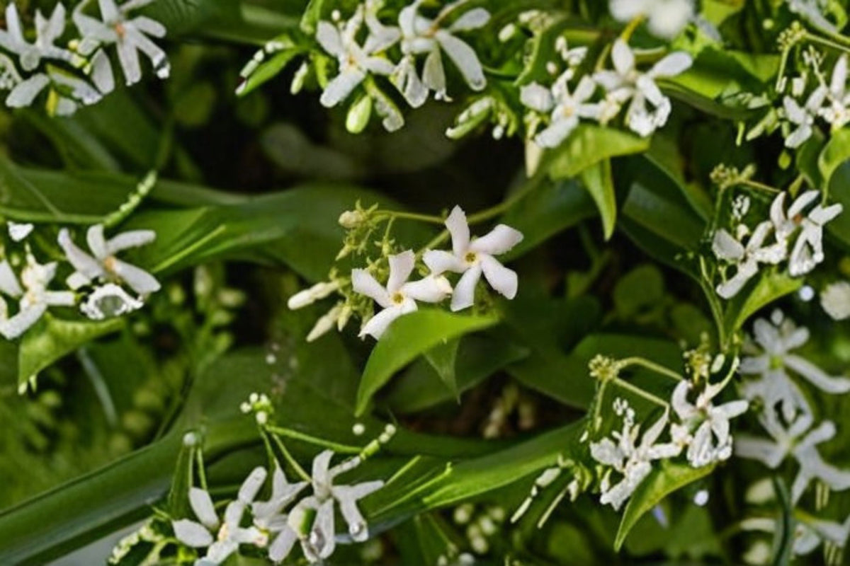 7 Star Jasmine Cuttings | Trachelospermum jasminoides | 6 Inch Unrooted Live Cuttings | Star Jasmine Vine | Flowering Vine Propagation