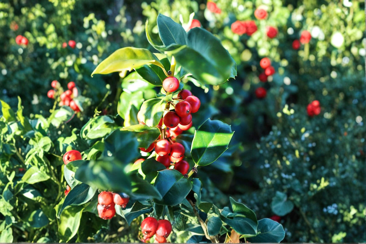 China Girl Holly Live Plant | Ilex x meserveae 'China Girl' | Evergreen Holly Shrub | 6-12 Inch Plant | Quart Pot | Garden Shrub