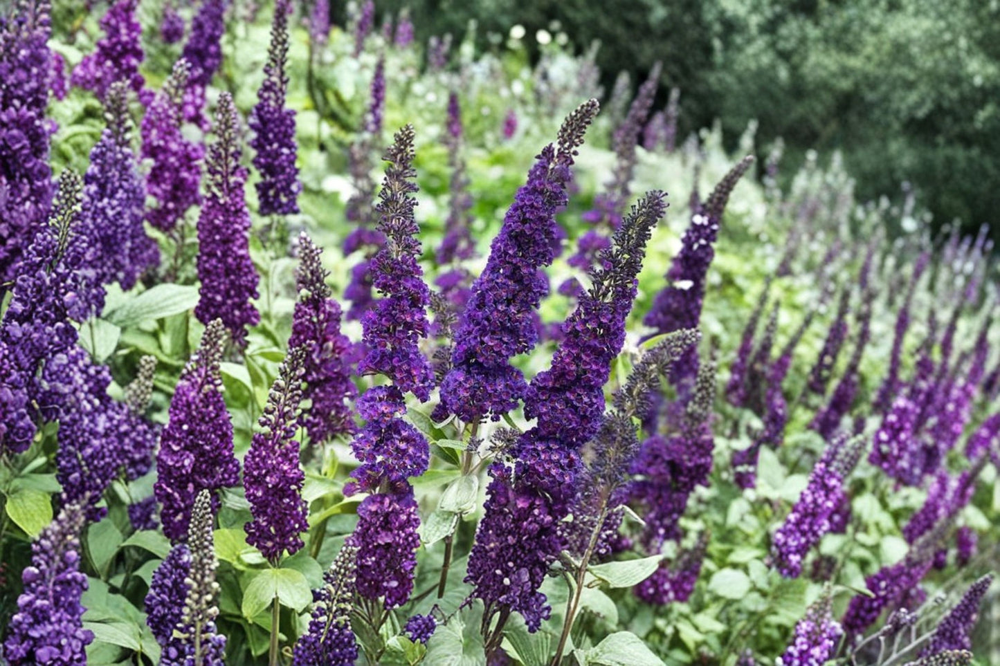 Black Purple Butterfly Bush Live Plant – 5–10" Tall – Well Rooted – Buddleja davidii