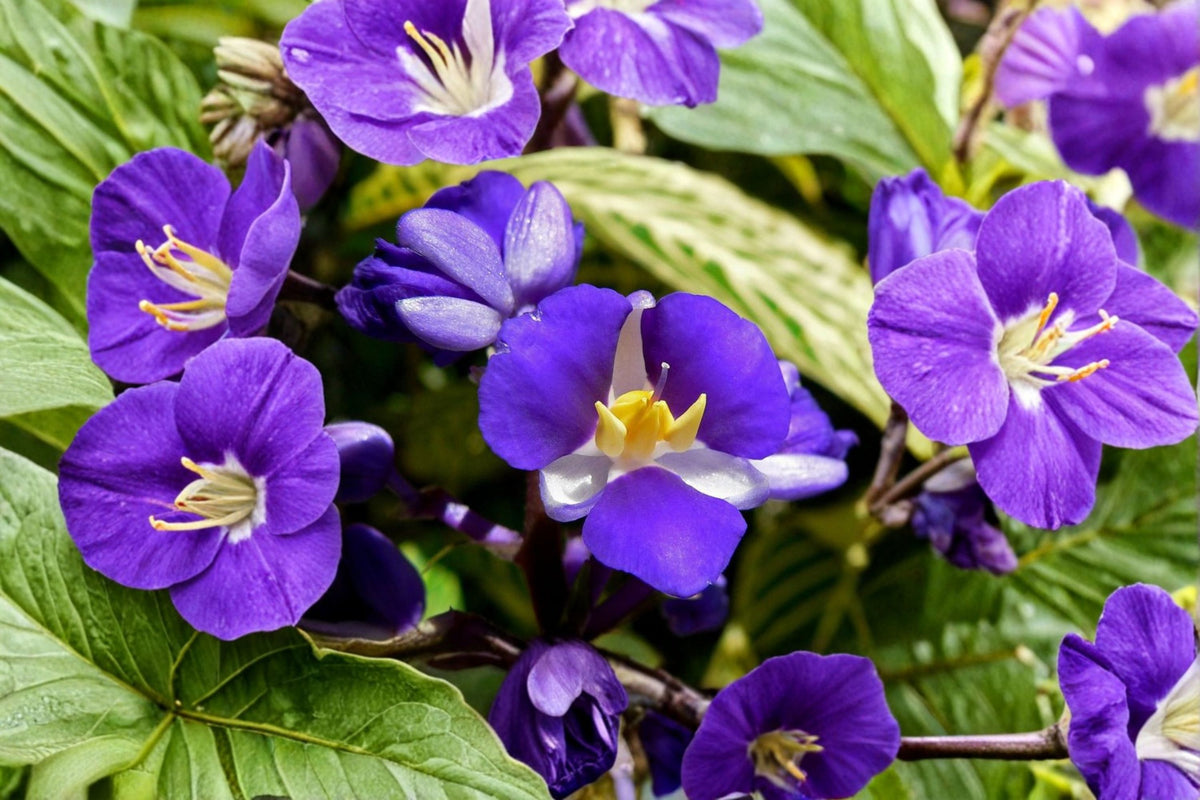 Sapphire Blue Ginger Live Plant | Dichorisandra thyrsiflora | Blue Flowering Tropical Plant | Ornamental Ginger Plant | Tropical Garden