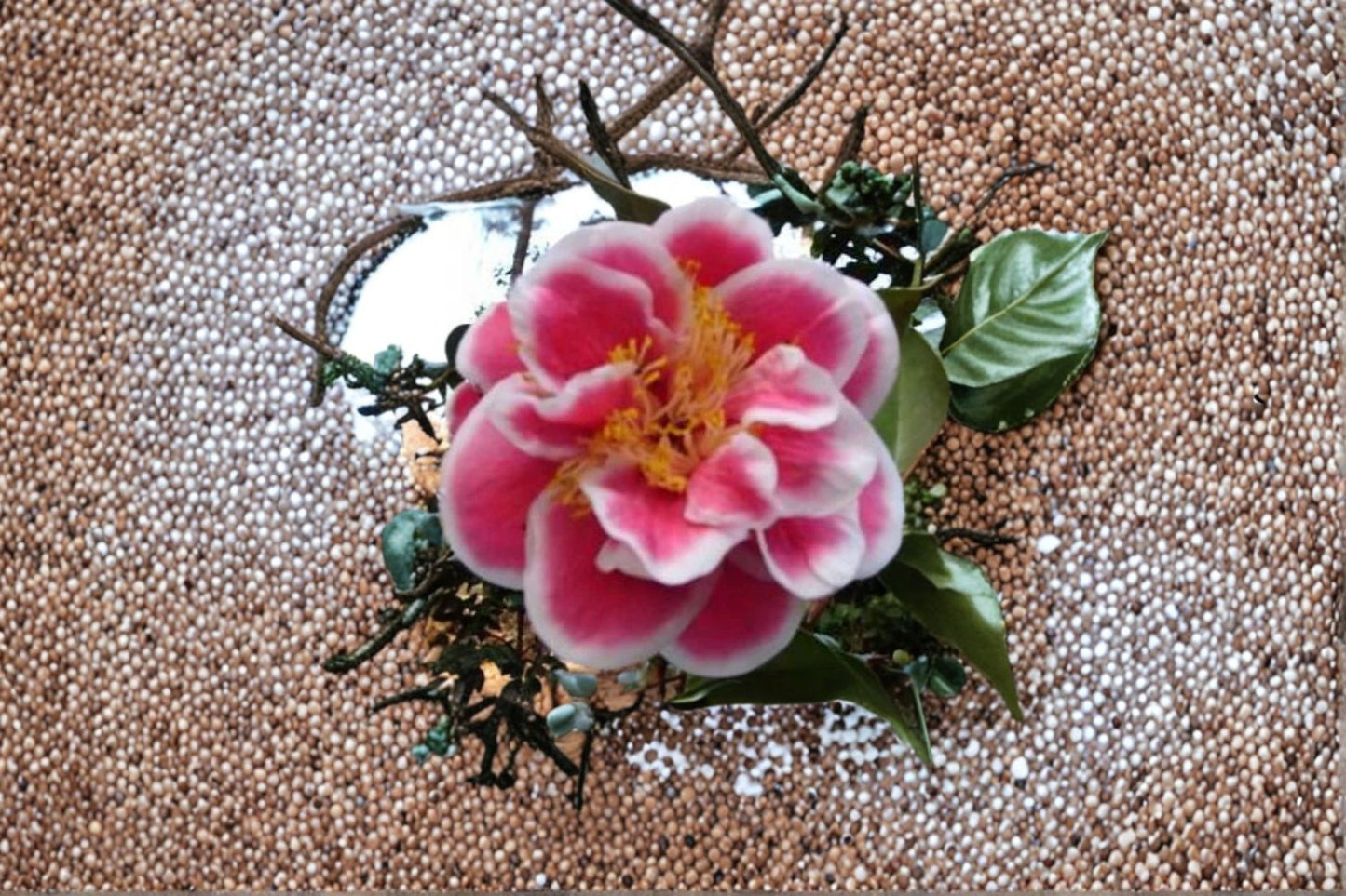 Tama Bambino Camellia Live Starter Plant – Camellia japonica