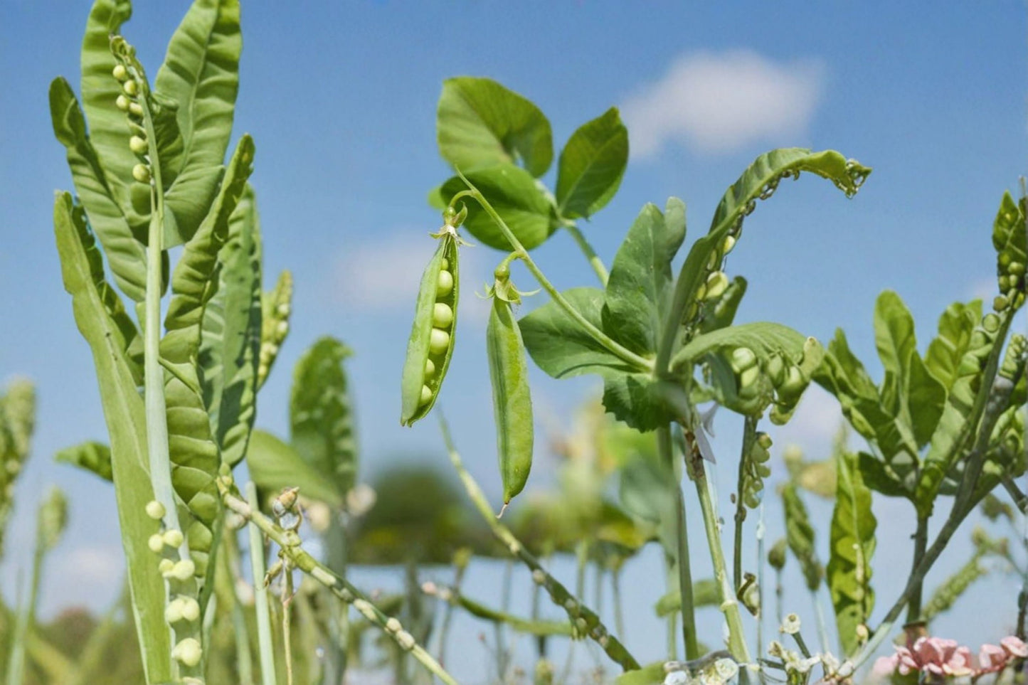 Live Snap Pea Plants – 2 Plants – 4" Pot – 3–5" Tall – Pisum sativum