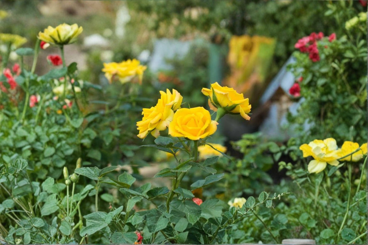 Yellow Mini Rose Live Plant | Miniature Rose Bush | Yellow Rose Plant | 4-8 Inch Tall | 4 Inch Pot | Flowering Rose Garden Plant