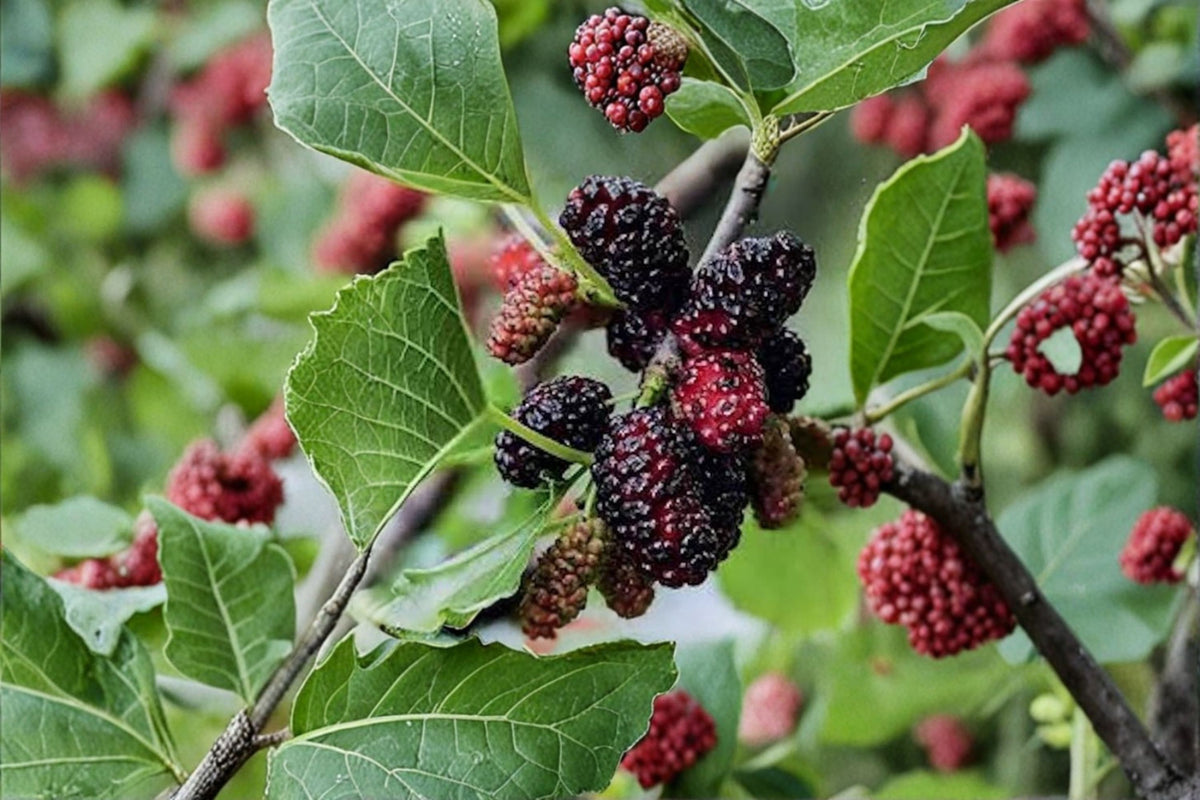 Dwarf Everbearing Mulberry Live Plant | 4-8 Inch Starter Plant | Mulberry Fruit Tree | Compact Mulberry Plant | No Pot