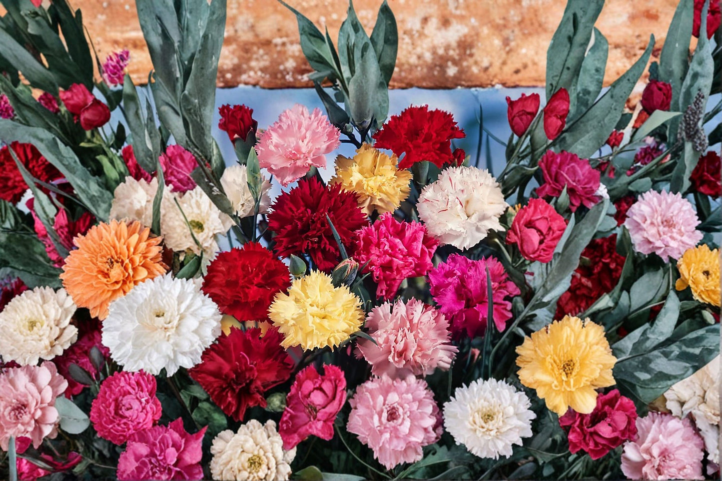 Grenadin Mix Carnation Live Plug Plants – 4 Plants – Dianthus caryophyllus