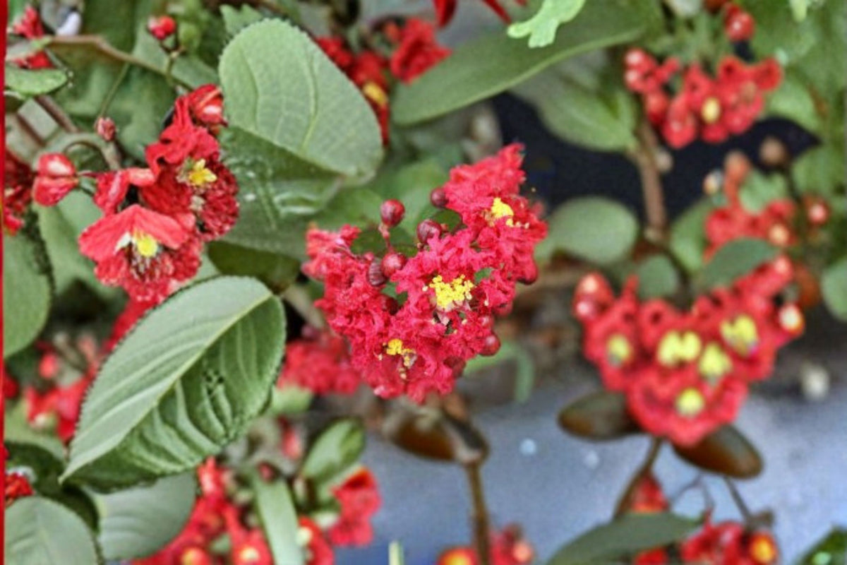Dynamite Crape Myrtle Live Plant – Red Flowering Tree