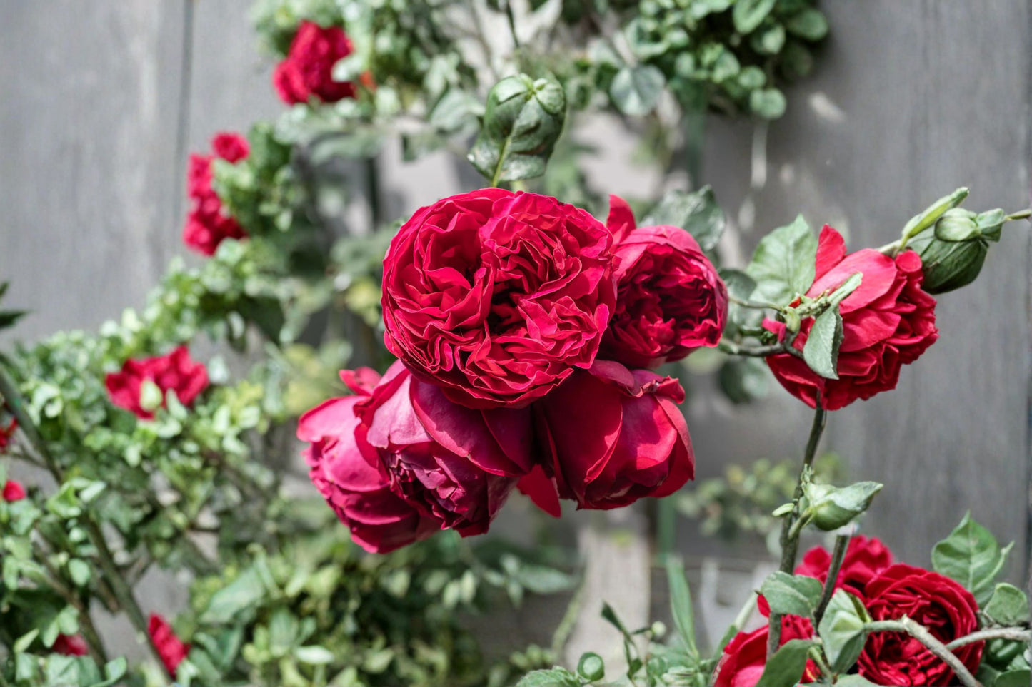 Red Eden Climbing Rose Live Starter Plant – Rosa Own Root