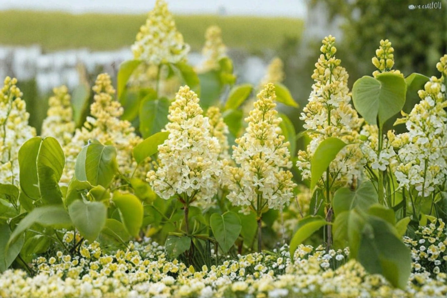 Primrose Lilac Live Rooted Plant – 4+ Inches – Syringa vulgaris