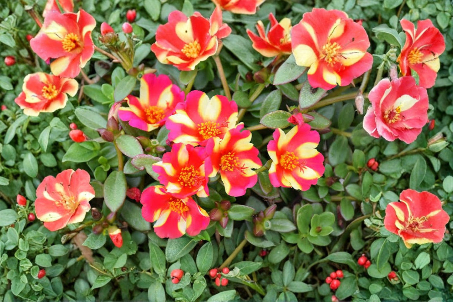 Watermelon Punch Purslane Live Plant Cuttings – Pink & Yellow Striped Portulaca