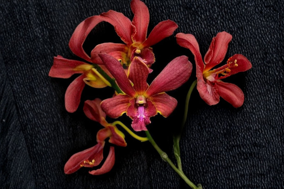 Dendrobium Red Spin Brown Orchid Live Plant | Red Brown Dendrobium Orchid | Tropical Flowering Orchid | Live Orchid Plant | Exotic Orchid
