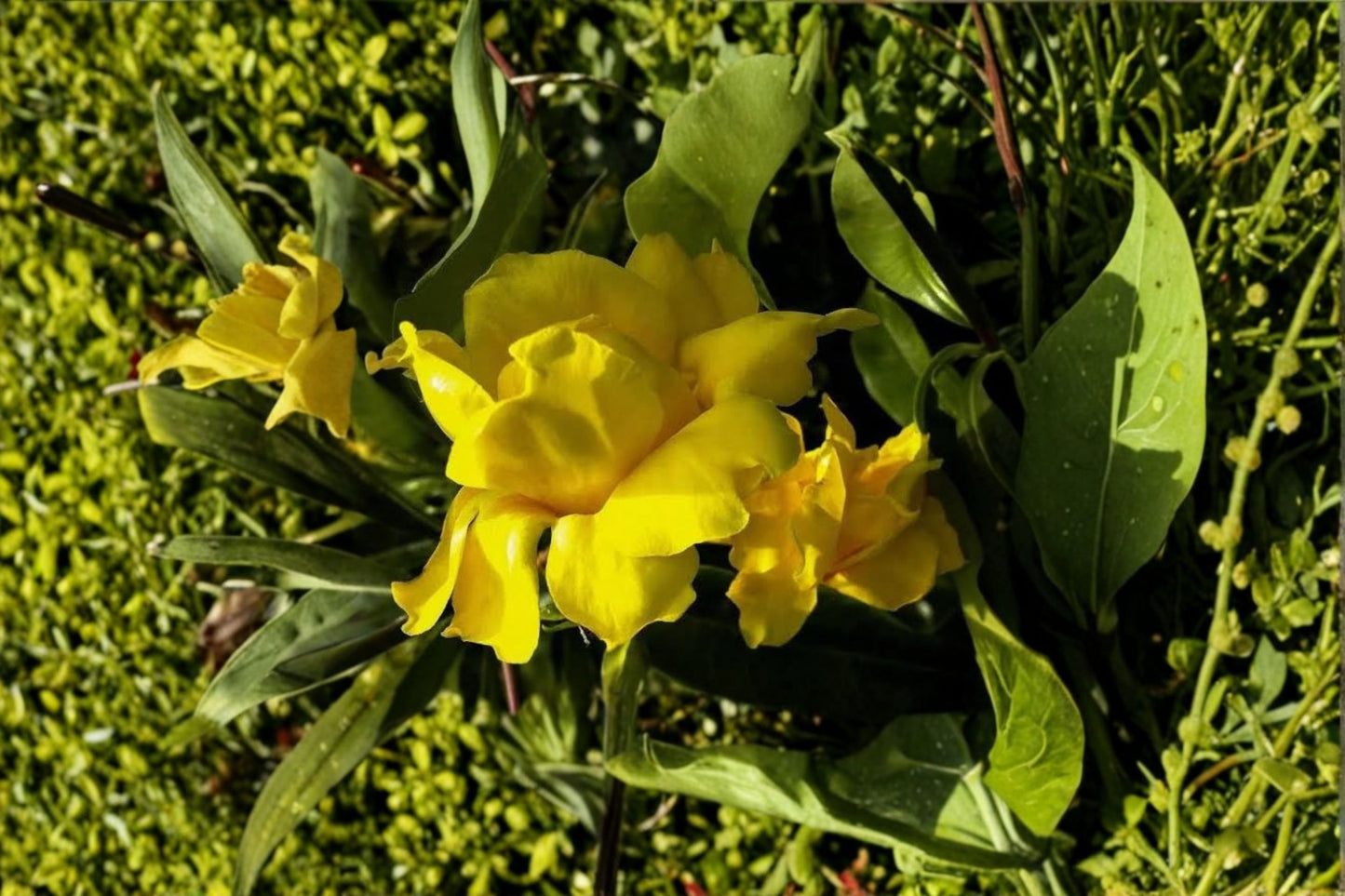 3 Dwarf Allamanda Live Starter Plants – 4–6" Tall – Allamanda compacta