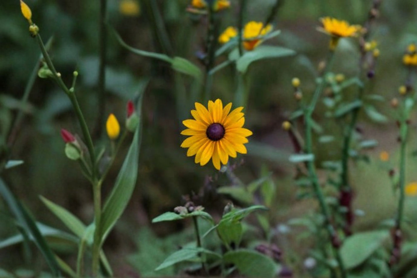 Black Eyed Susan Live Plant – Rudbeckia hirta Perennial