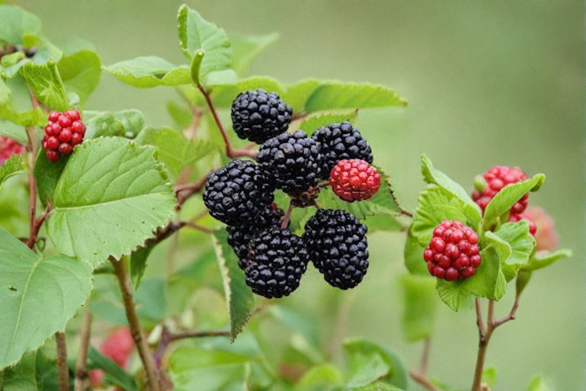 3 Live Blackberry Branches | 15-20 Inch Blackberry Cuttings | Plant Propagation | Berry Plant Branches | No Pot | Blackb