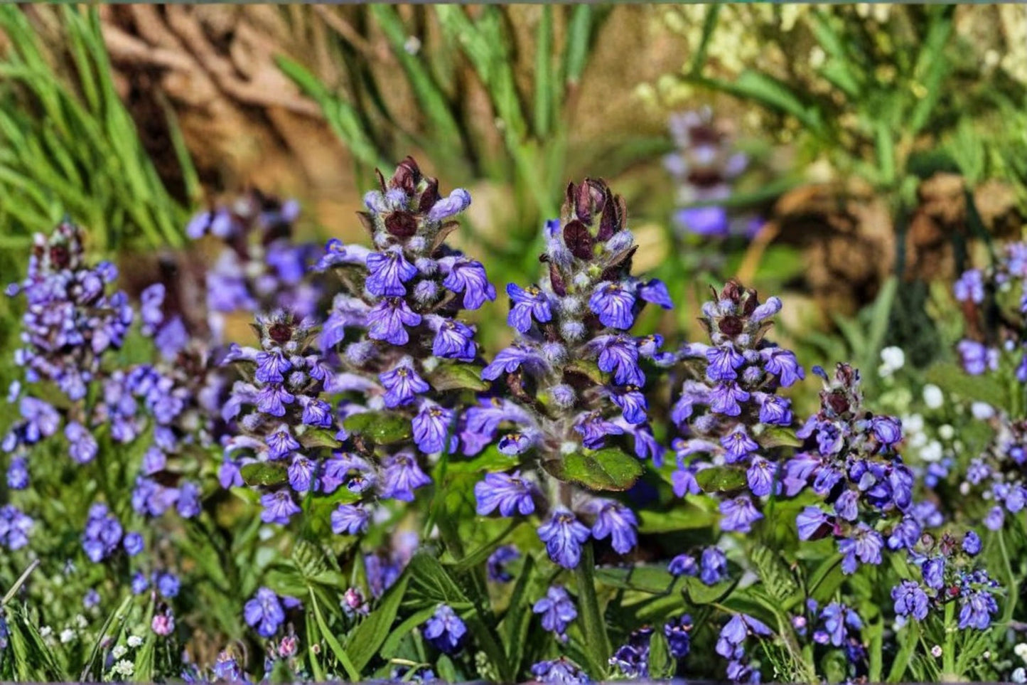 20 Live Bugleweed Bare Root Plants – Ajuga reptans – Fast Growing Ground Cover
