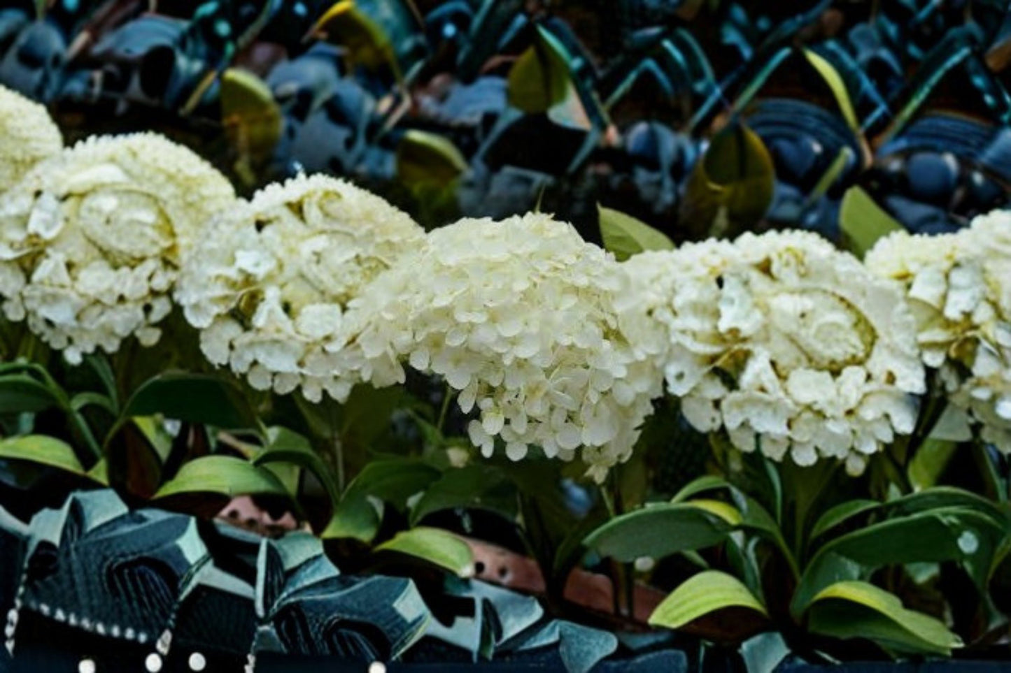 Annabelle Smooth Hydrangea Live Plant – 1 Quart Pot – Hydrangea arborescens 'Annabelle'