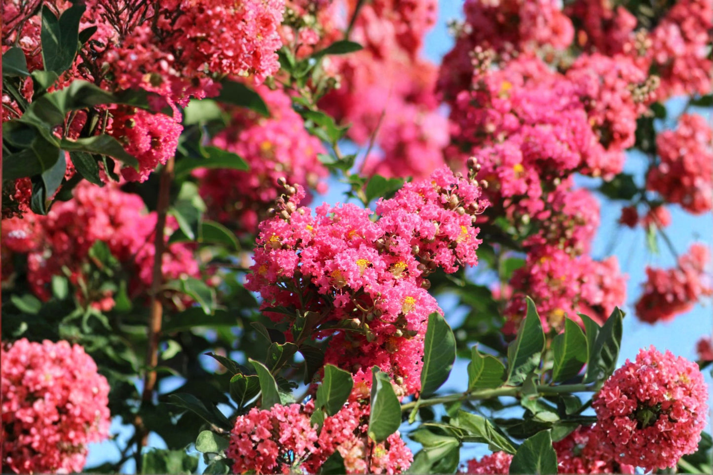 Crepe Myrtle 7 Cuttings – Lagerstroemia indica