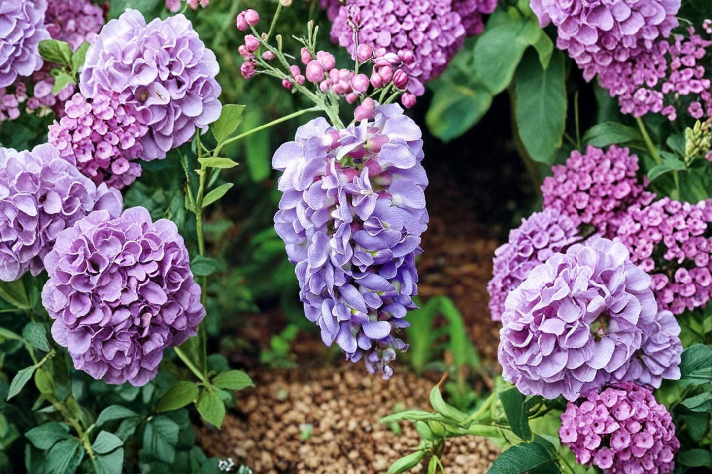 Amethyst Falls Wisteria Live Plant – 5" Tall – Wisteria frutescens 'Amethyst Falls'